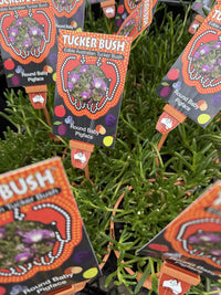 Round Baby Pigface (Disphyma crassifolium ssp. clavellatum)