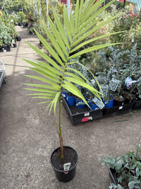 Alexander Palm (Archontophoenix alexandrae)