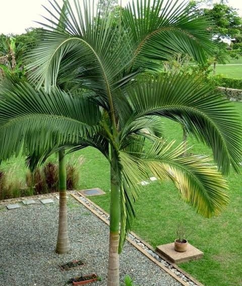 Alexander Palm (Archontophoenix alexandrae) 300mm Pot (PICKUP ONLY) - Ladybird Nursery