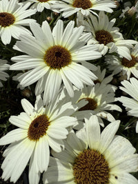 Daisy 'Grandessa White' (Argyranthemum)