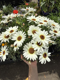 Daisy 'Grandessa White' (Argyranthemum)