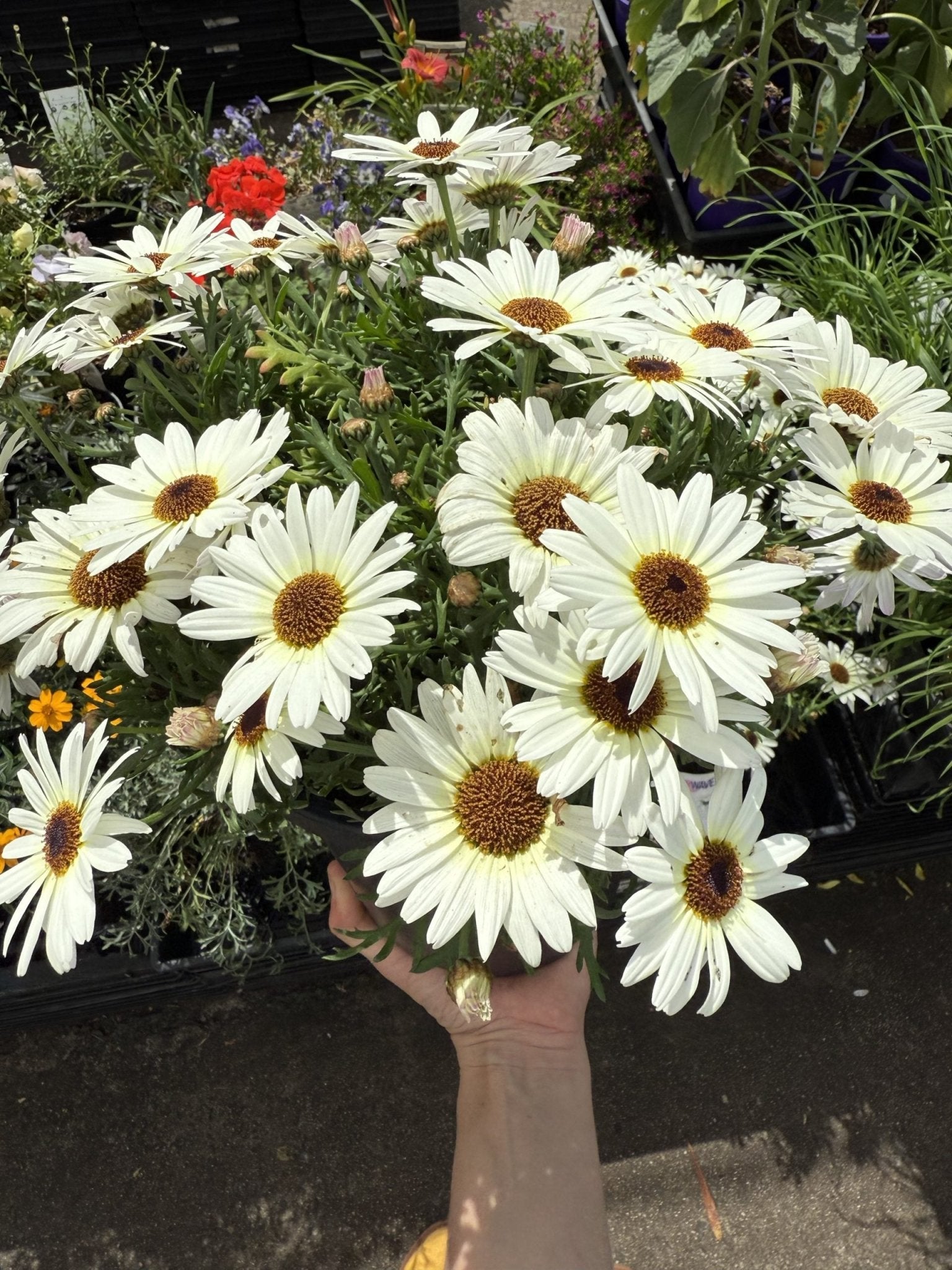 Daisy 'Grandessa White' (Argyranthemum) - Ladybird Nursery