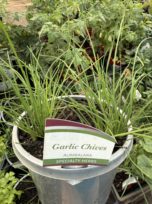Garlic Chives