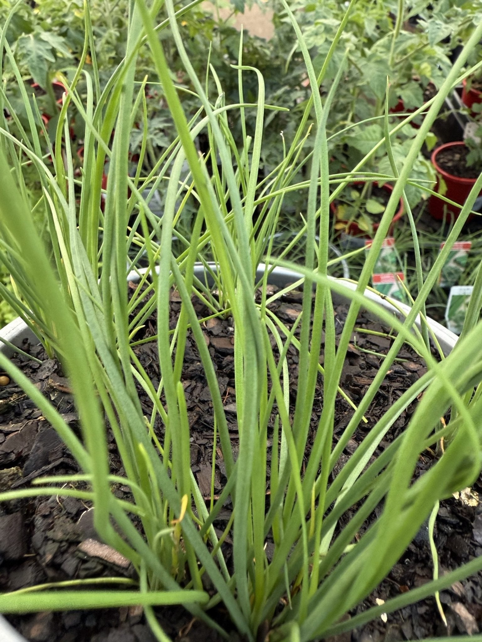 Garlic Chives 180mm pot - pickup only - Ladybird Nursery