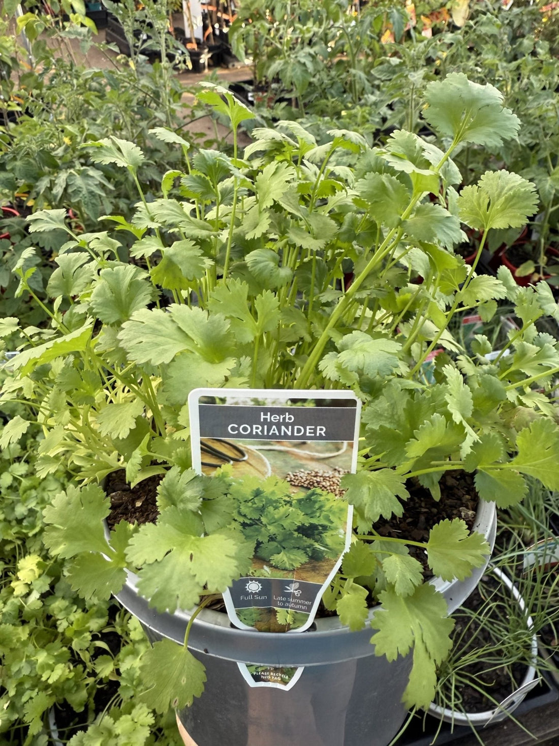 Coriander (PICK UP ONLY) - Ladybird Nursery