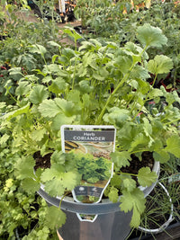 Coriander