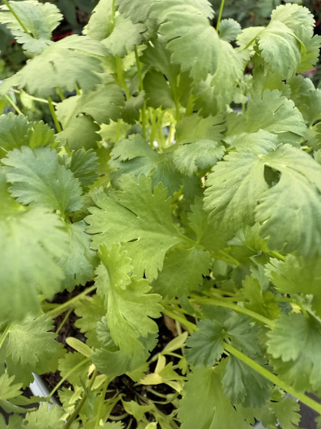 Coriander (PICK UP ONLY) - Ladybird Nursery