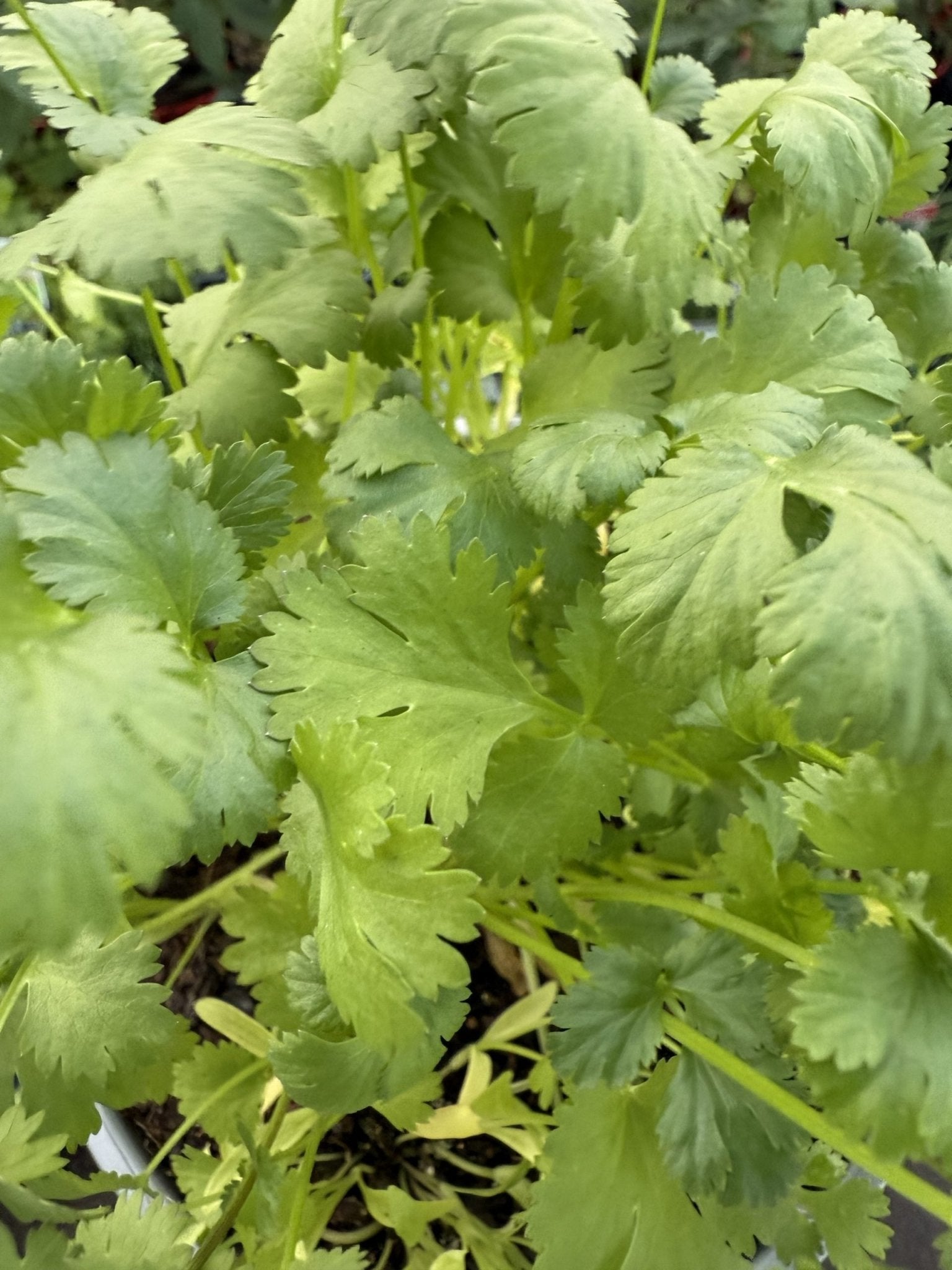 Coriander (PICK UP ONLY) - Ladybird Nursery