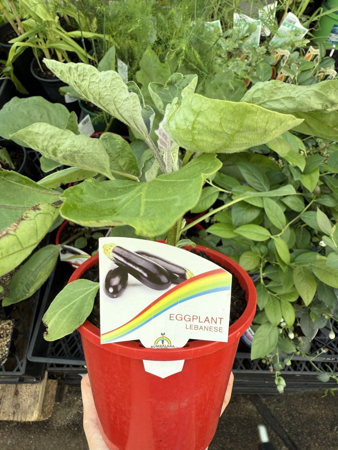 Eggplant 'Lebanese' - Ladybird Nursery