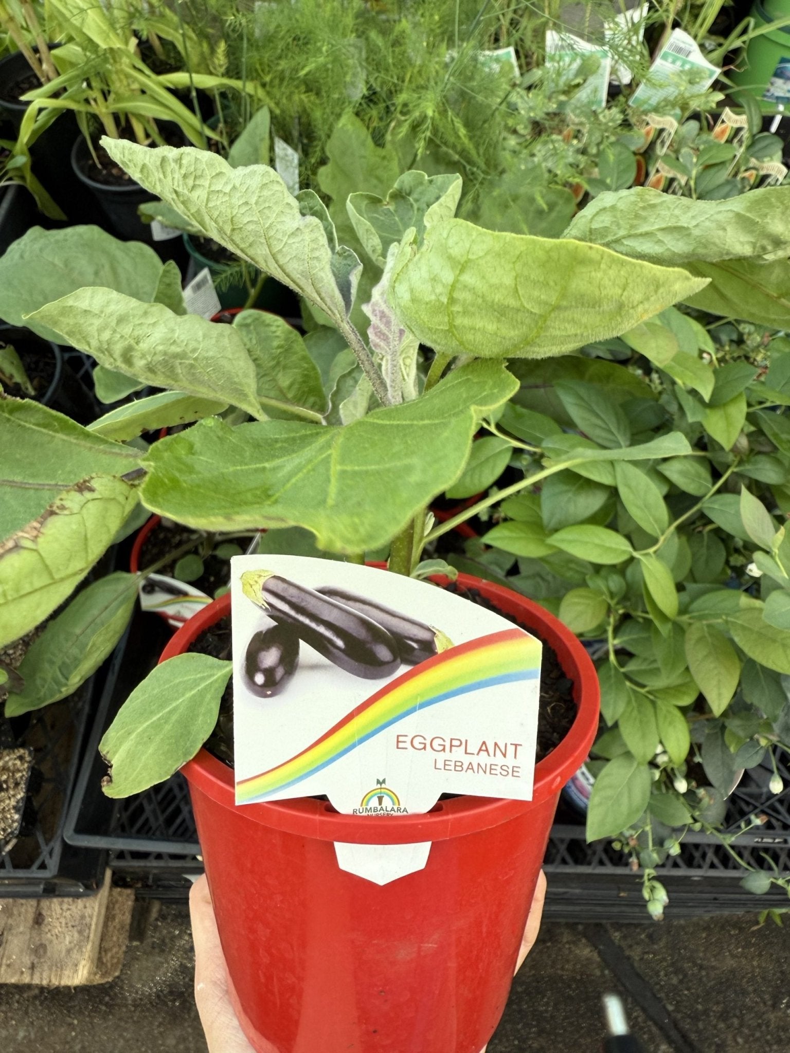 Eggplant 'Lebanese' - Ladybird Nursery