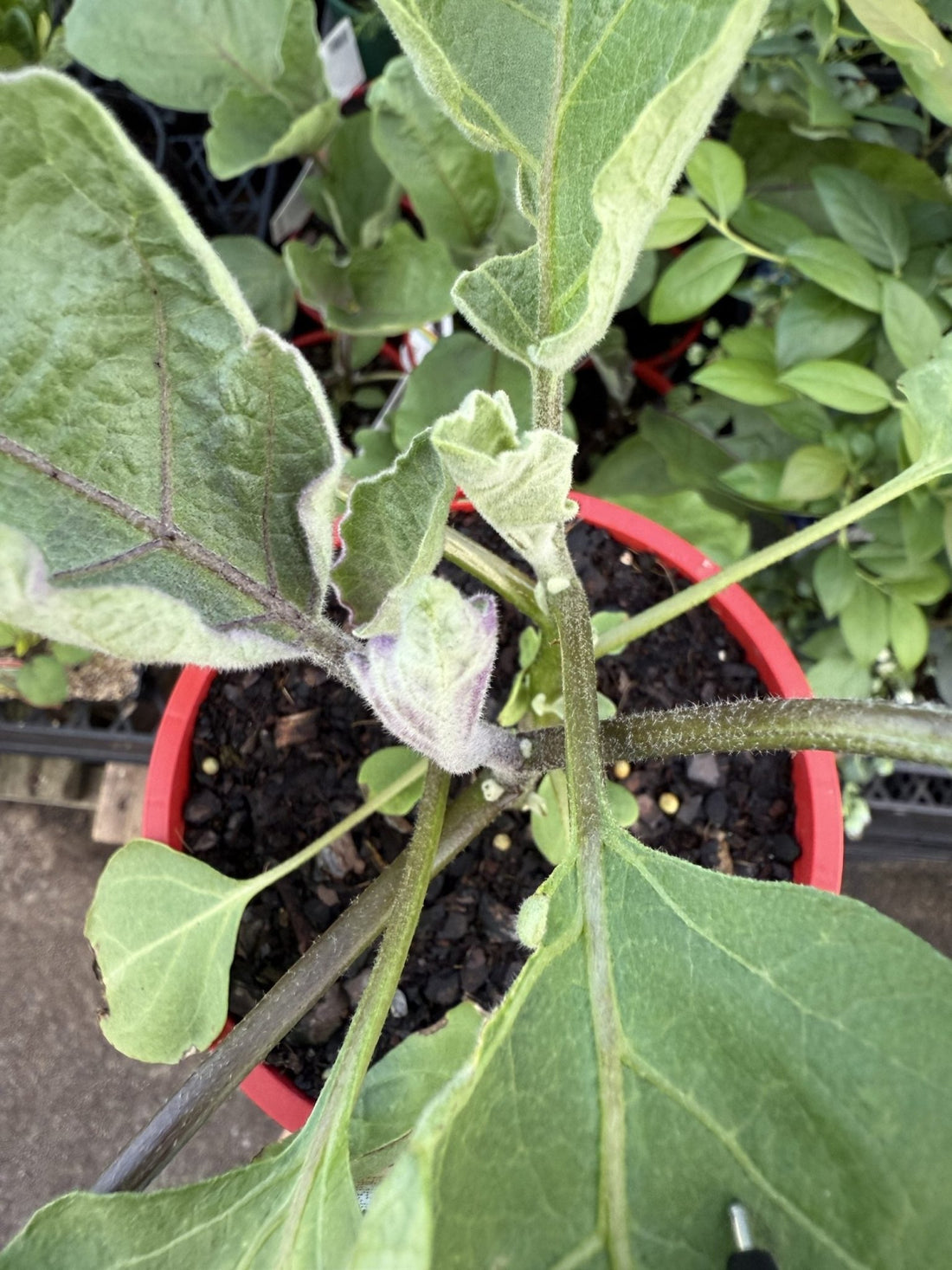 Eggplant 'Lebanese' - Ladybird Nursery