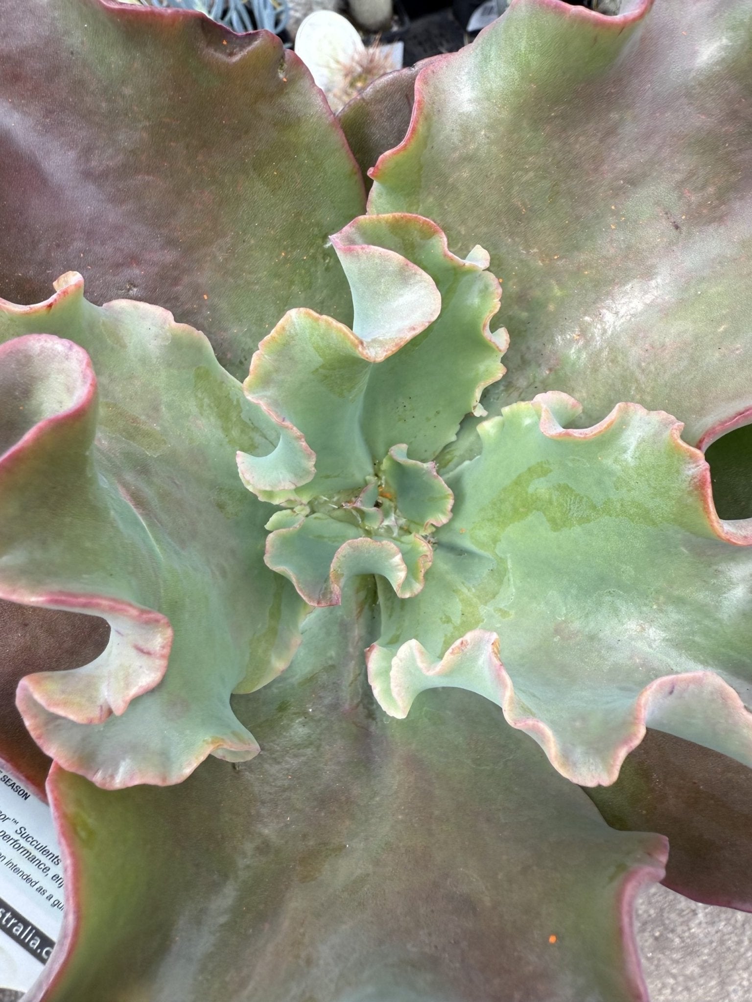 Echeveria 'Zorro' - Ladybird Nursery
