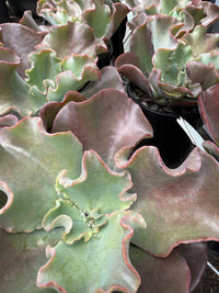 Echeveria 'Zorro'