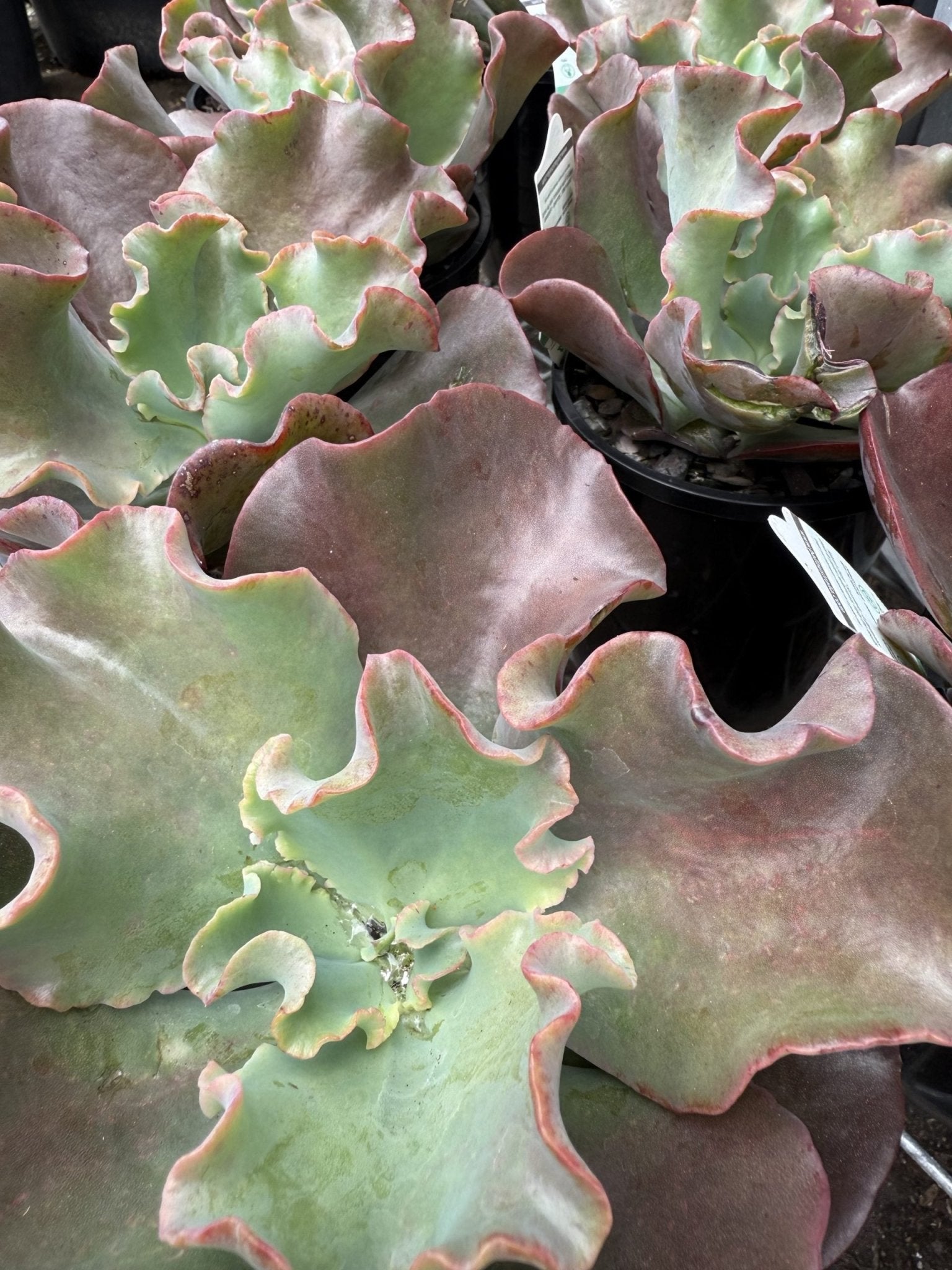 Echeveria 'Zorro' - Ladybird Nursery