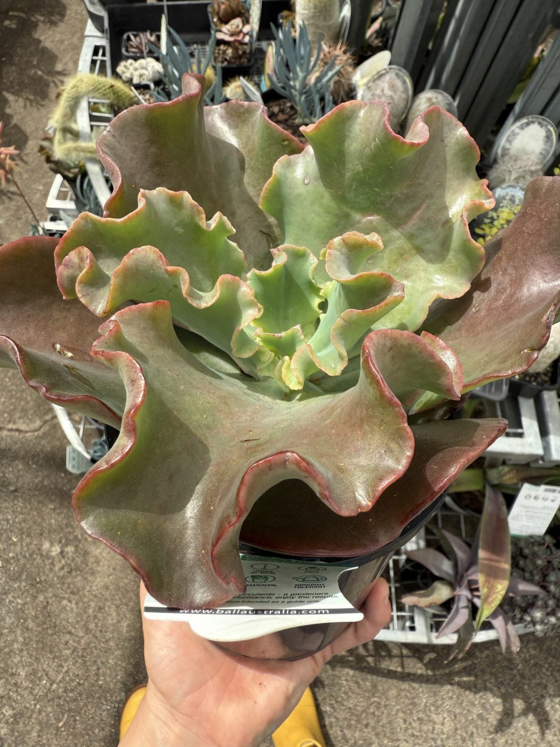 Echeveria 'Zorro' - Ladybird Nursery