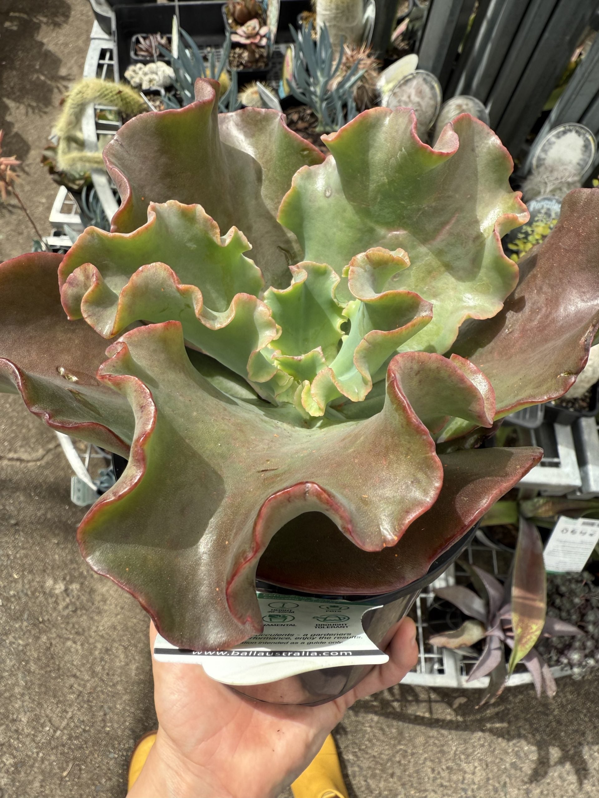 Echeveria 'Zorro'