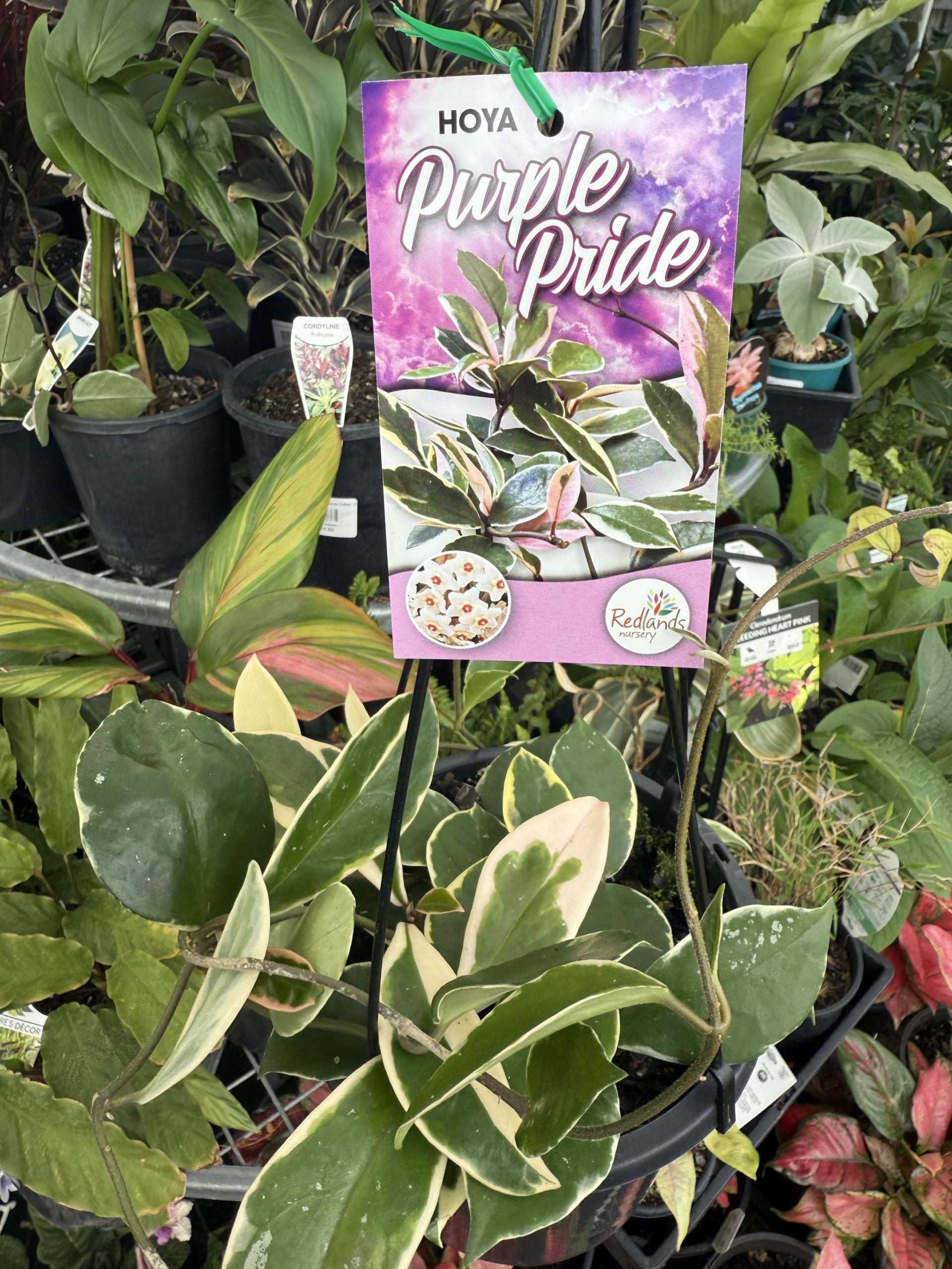 Hoya carnosa 'Purple Pride'