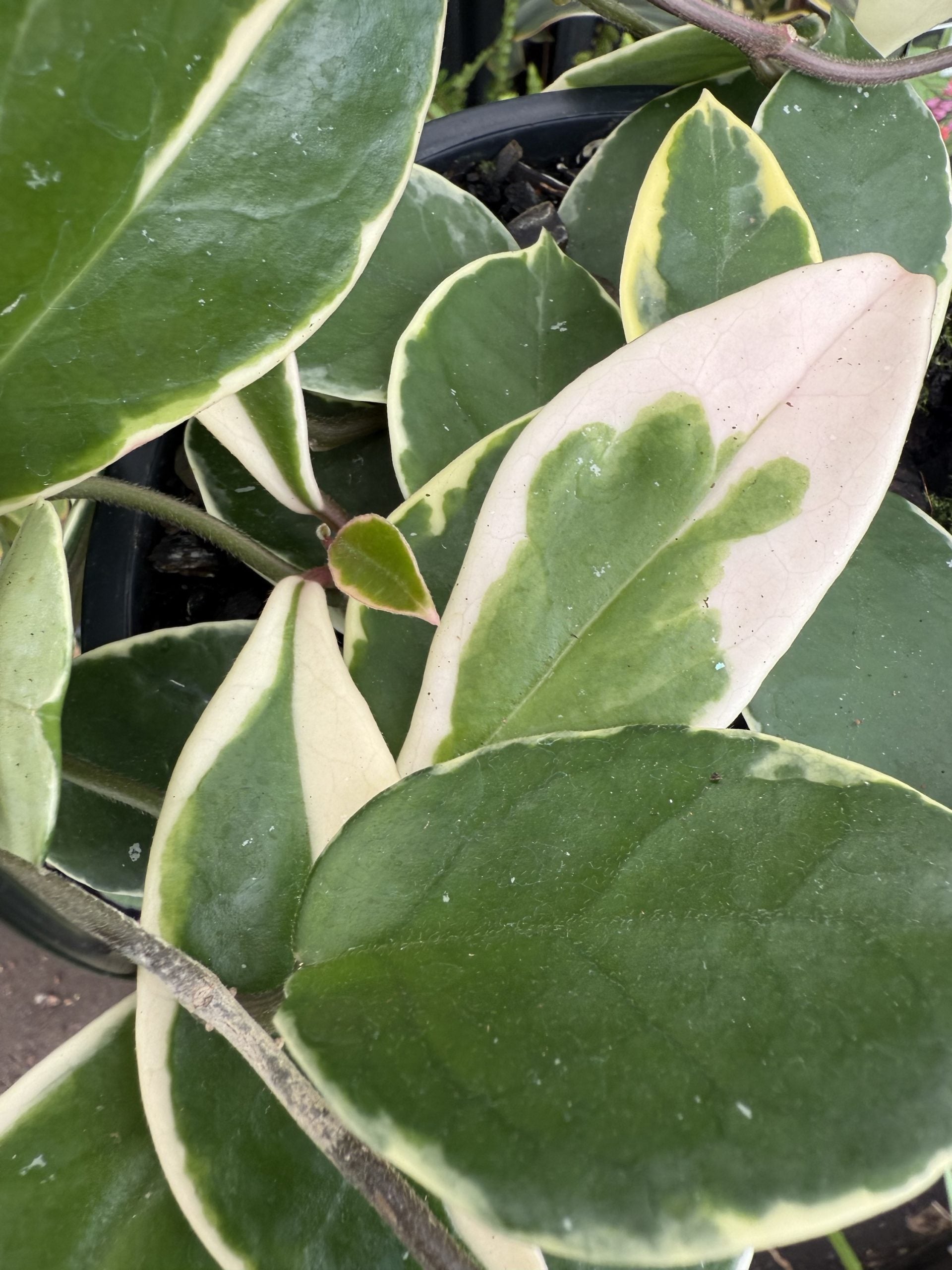 Hoya carnosa 'Purple Pride'
