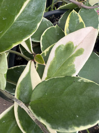 Hoya carnosa 'Purple Pride'