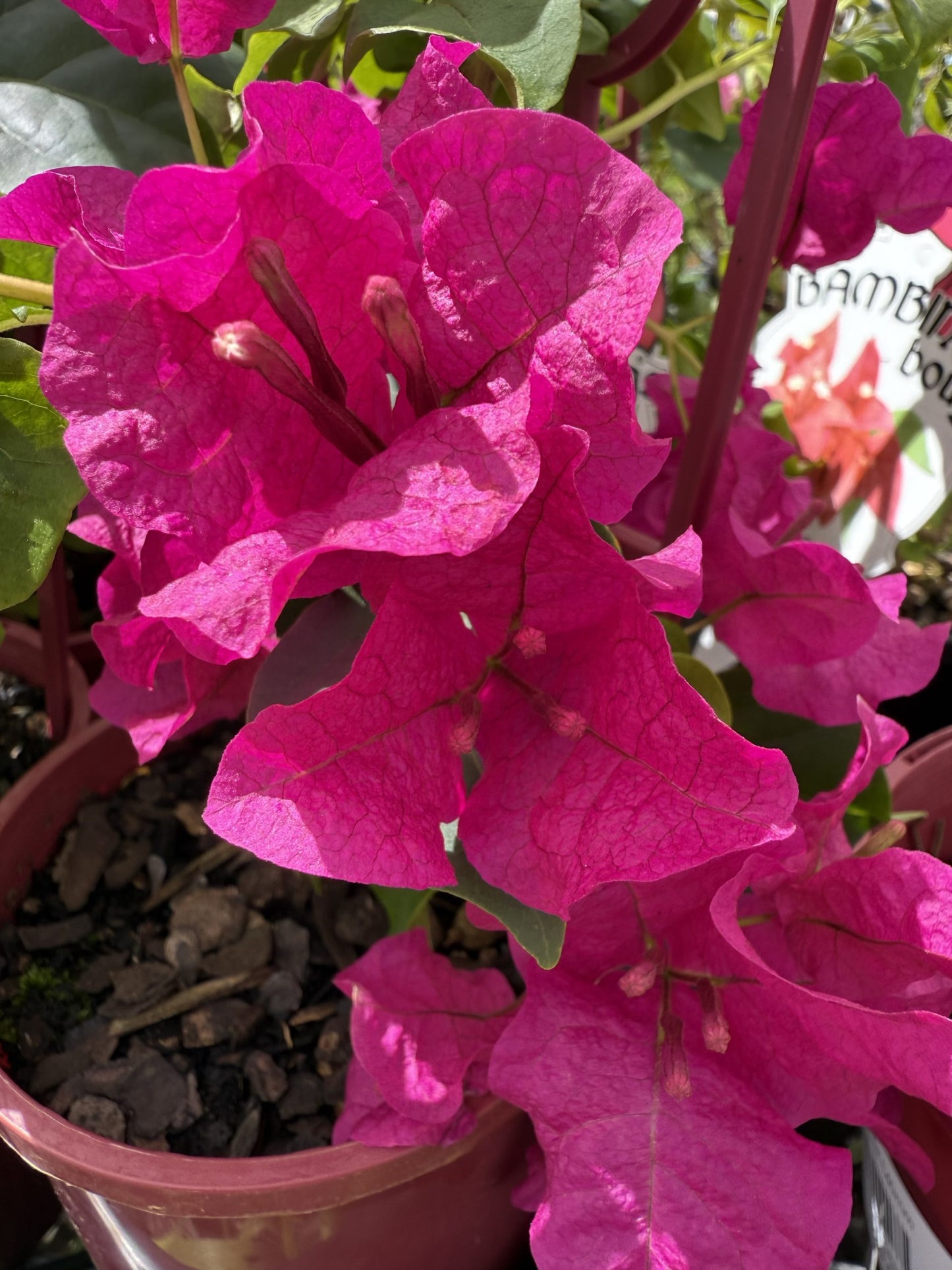 Bambino Bougainvillea 'Maudi'