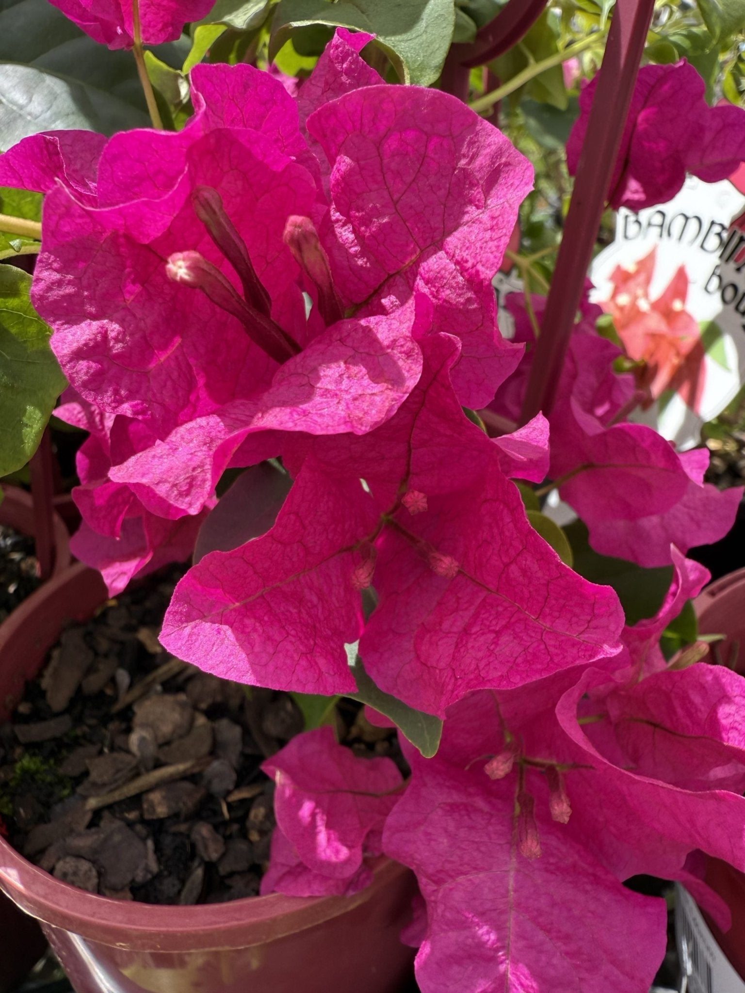 Bougainvillea 'Maudi' (Bougainvillea Bambino™) - Ladybird Nursery
