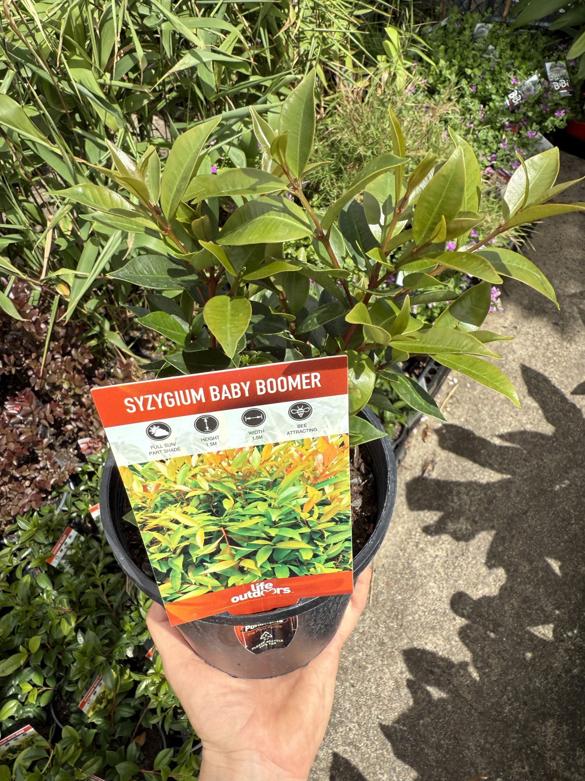 Lilly Pilly Baby Boomer (Syzygium australe)