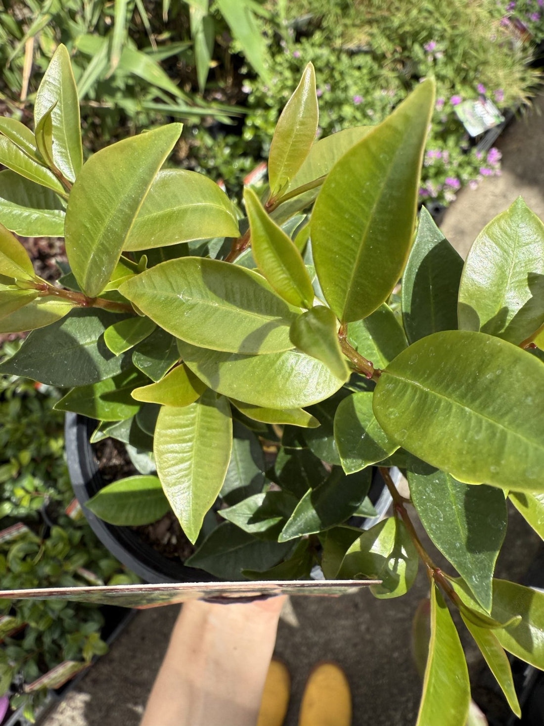 Lilly Pilly Baby Boomer (Syzygium australe) - Ladybird Nursery