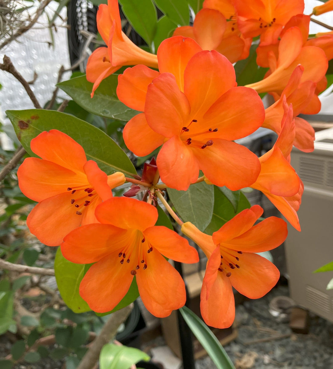 Tropical Rhododendron (Vireya) - Ladybird Nursery