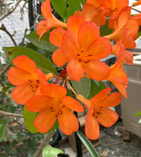 Tropical Rhododendron (Vireya)