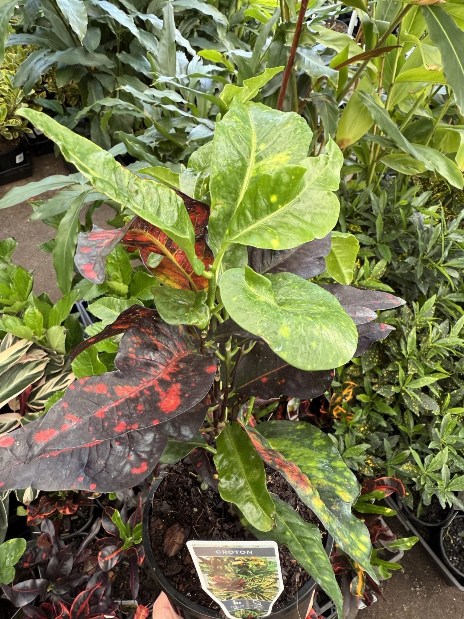 Croton 'Bangkok Flame' - Ladybird Nursery