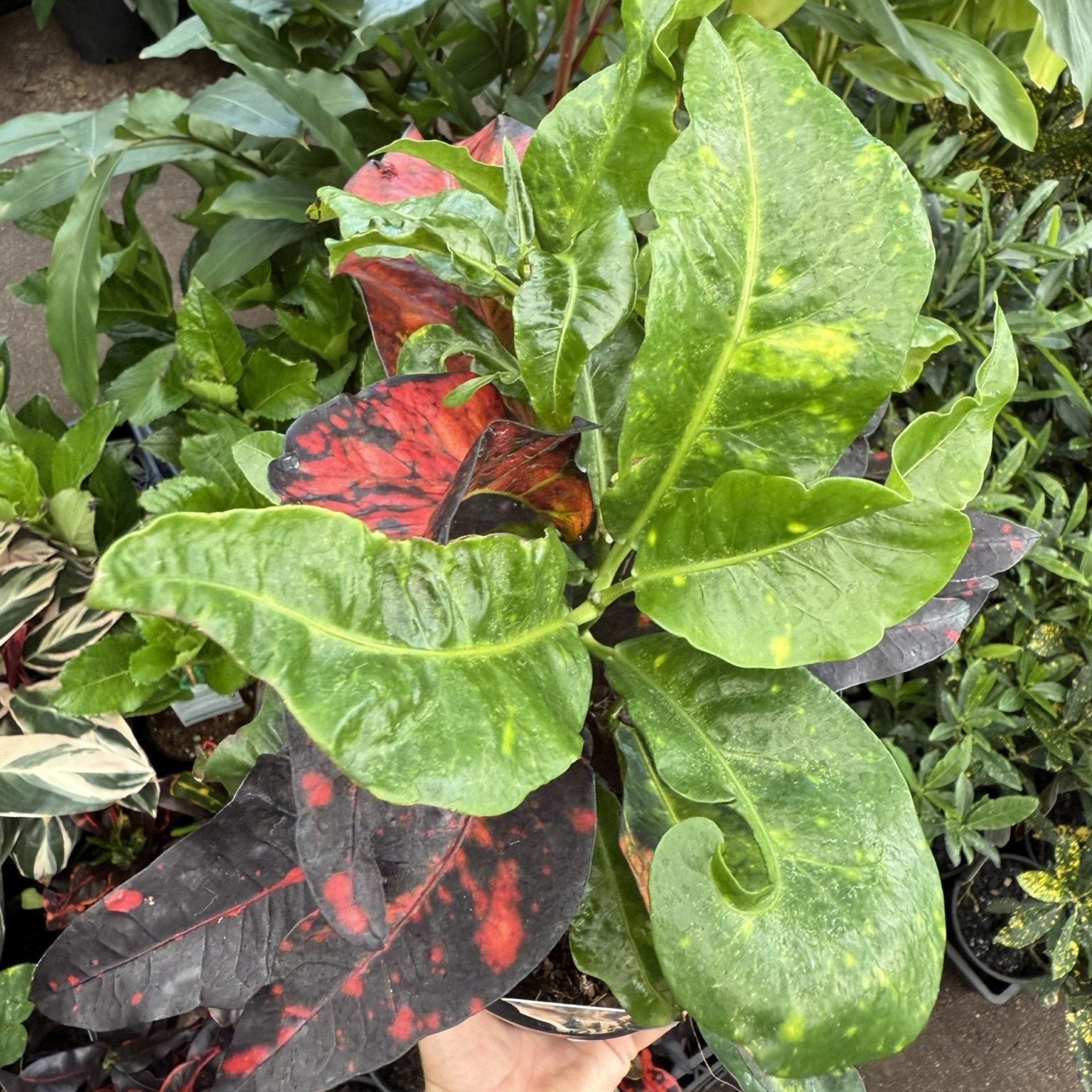 Croton 'Bangkok Flame' - Ladybird Nursery