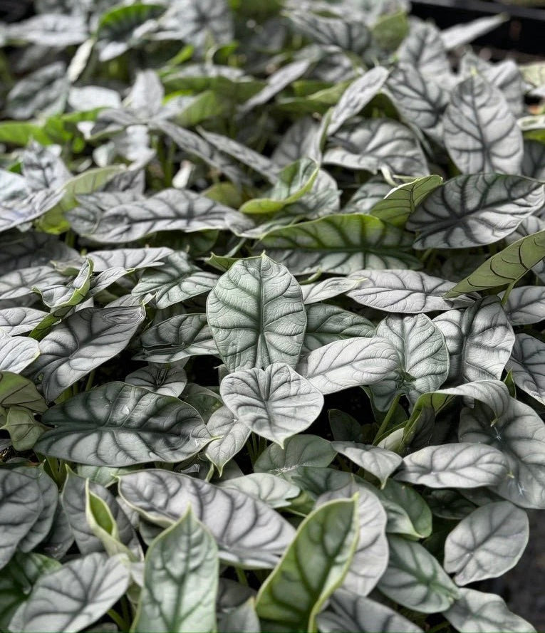 Alocasia ‘Silver Dragon’ (Alocasia baginda)