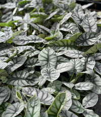 Alocasia ‘Silver Dragon’ (Alocasia baginda)