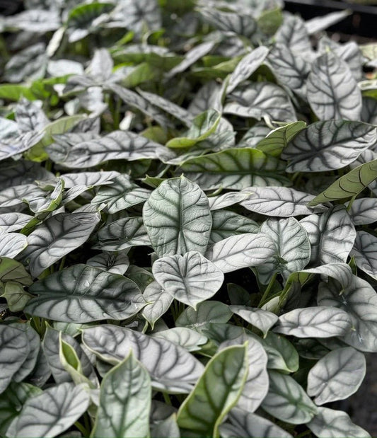 Alocasia ‘Silver Dragon’ (Alocasia baginda)