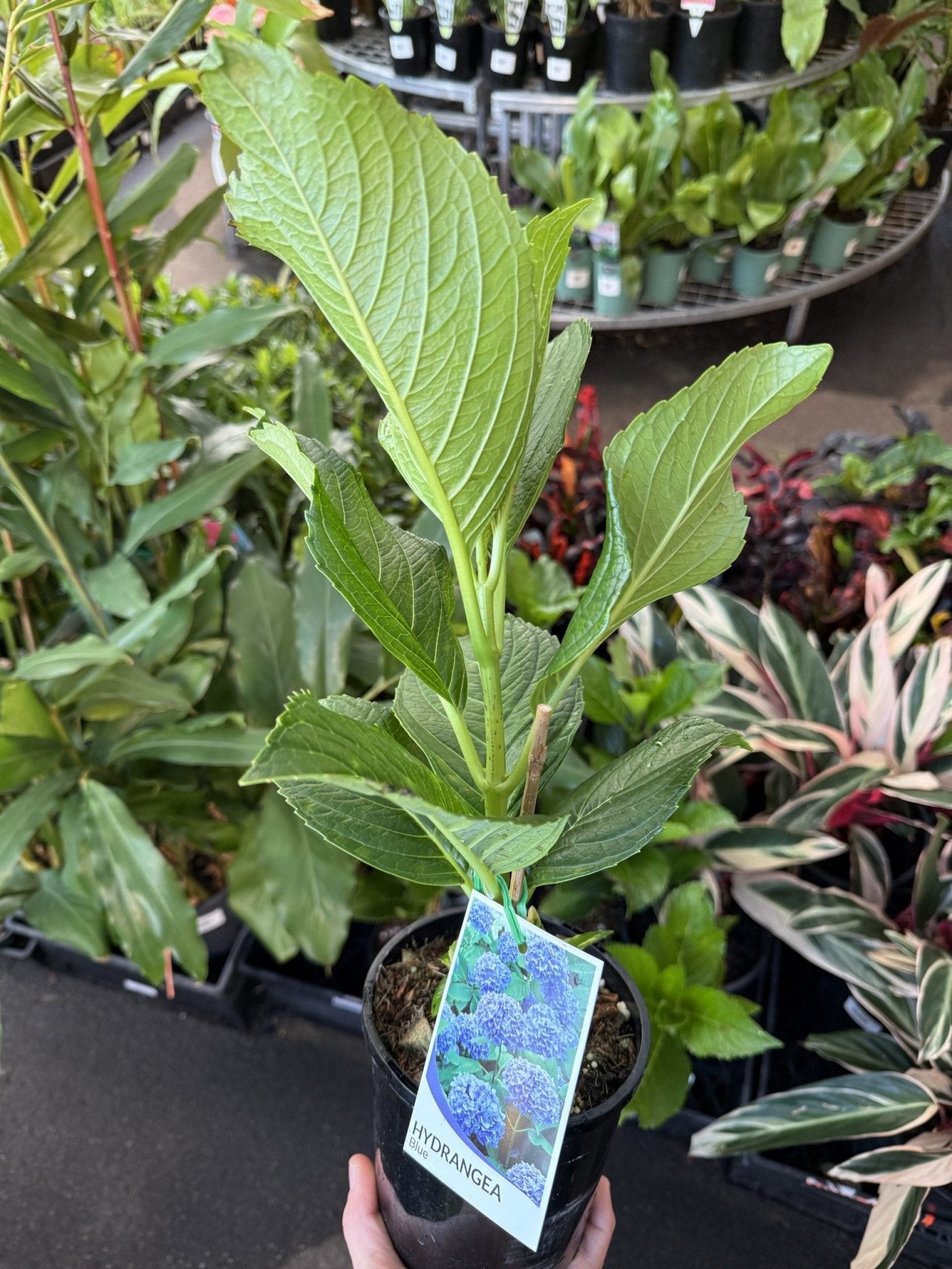 Hydrangea macrophylla (Blue Flowering Form) - Ladybird Nursery