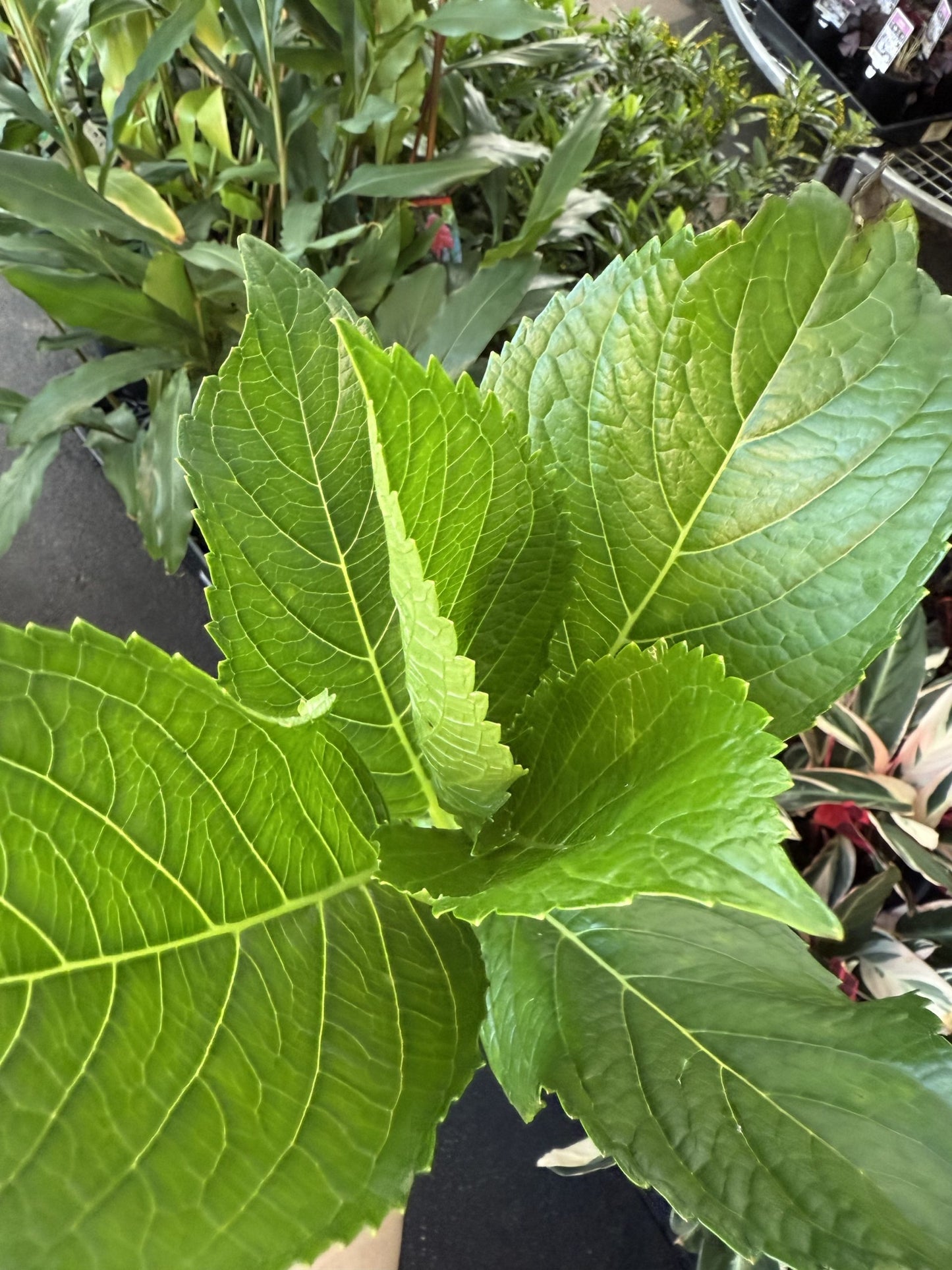 Hydrangea macrophylla (Blue Flowering Form)