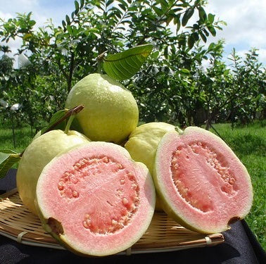 Thai Pink Guava
