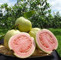 Thai Pink Guava