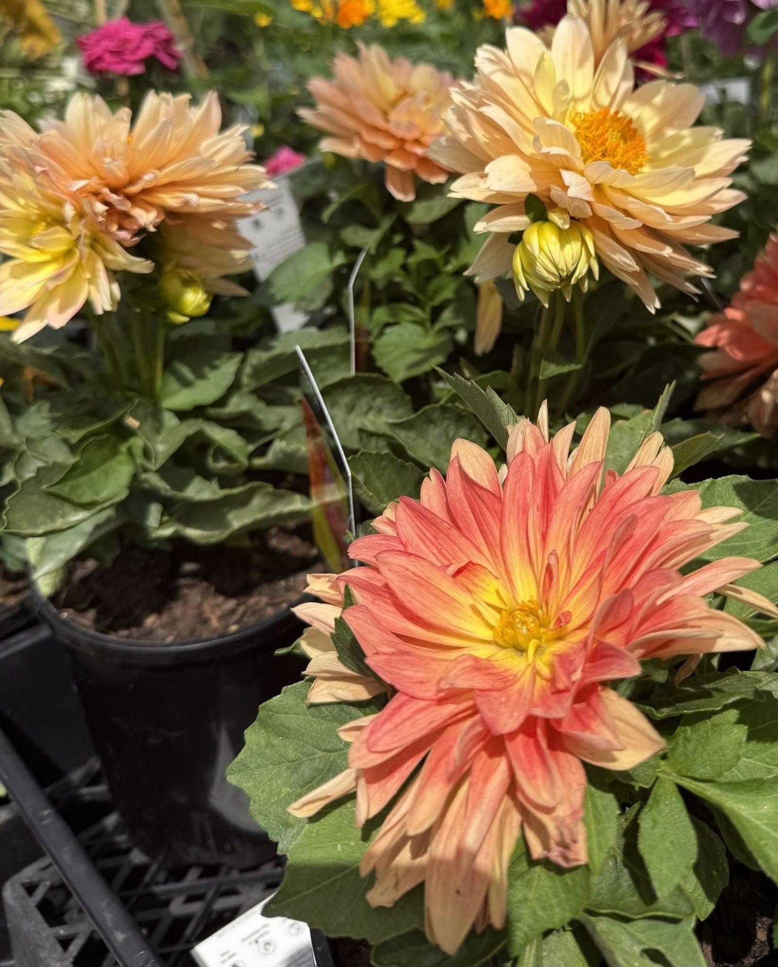 Dahlia Lubega XL (Assorted) - Ladybird Nursery