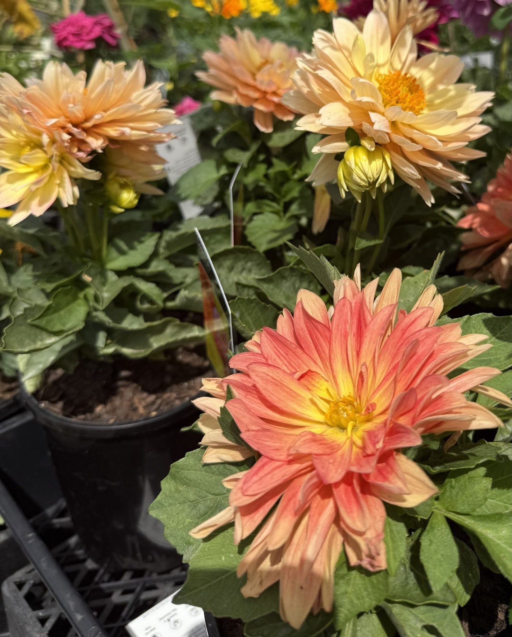Dahlia Lubega XL (Assorted) - Ladybird Nursery