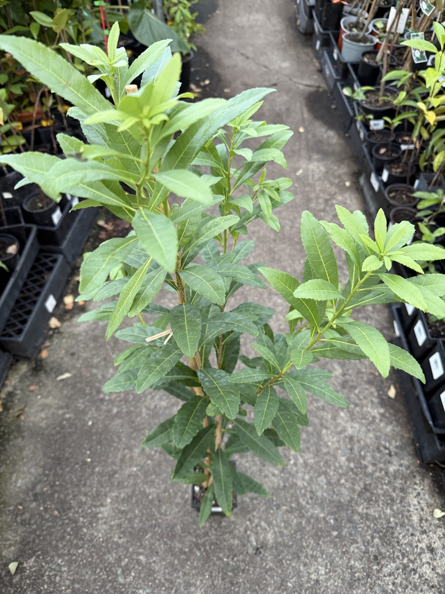 Chinese Bayberry 'Red' (Myrica rubra)