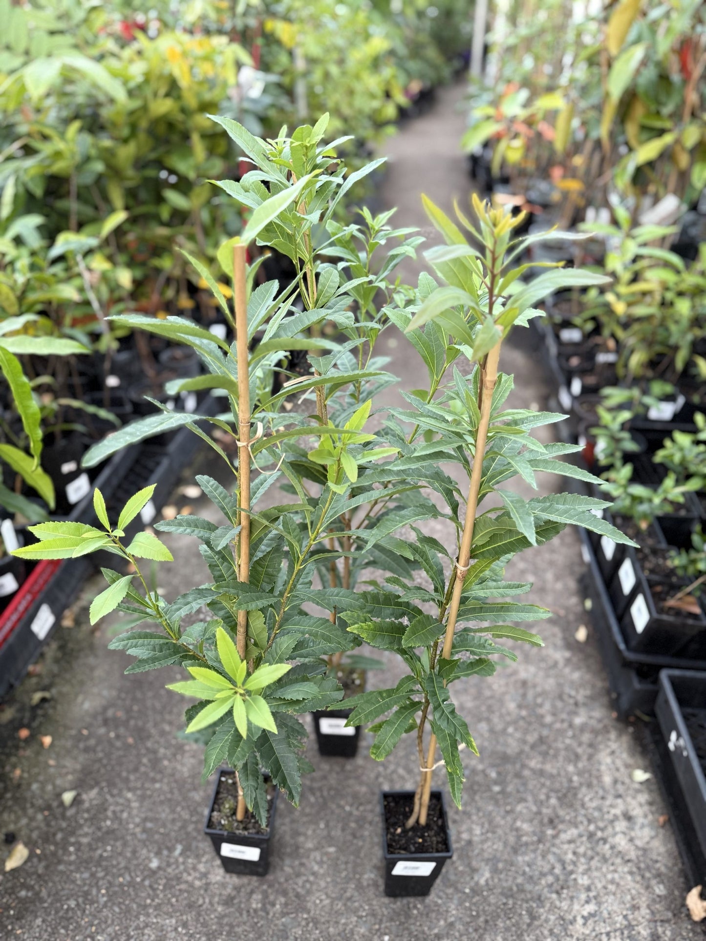 Chinese Bayberry 'Red' (Myrica rubra)