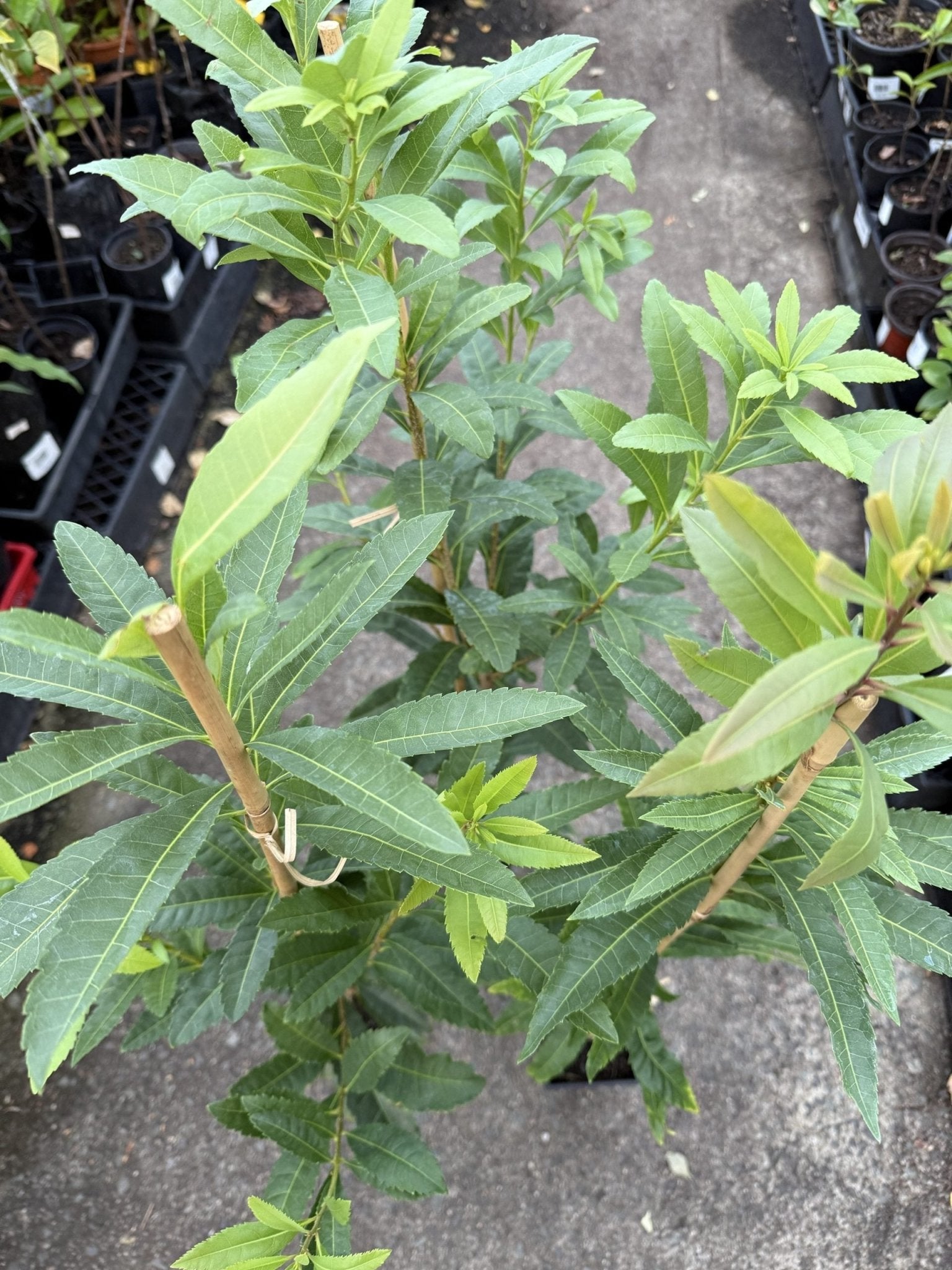 Chinese Bayberry 'Red' (Myrica rubra) - Ladybird Nursery