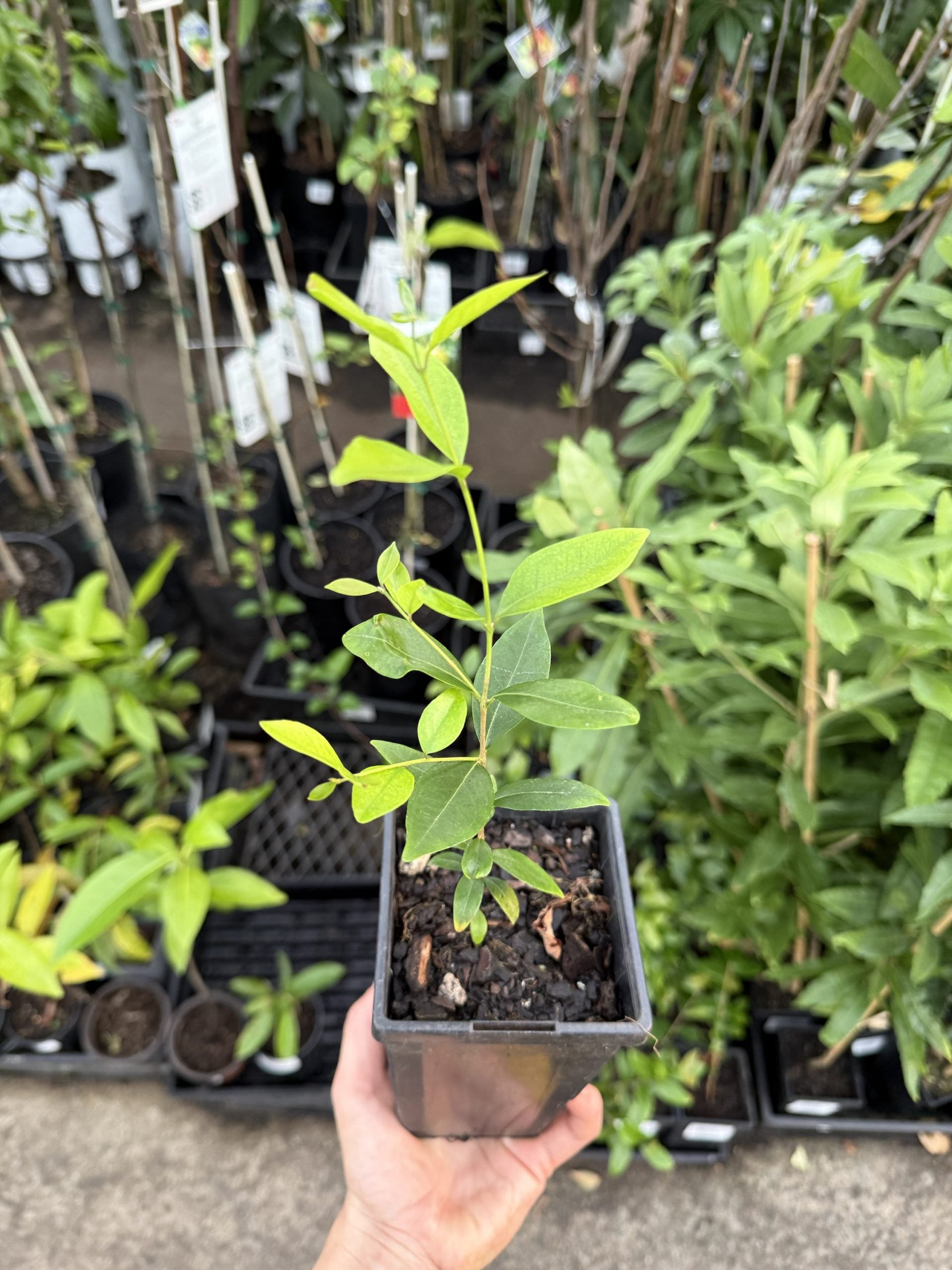 Nangapire (Eugenia repanda)