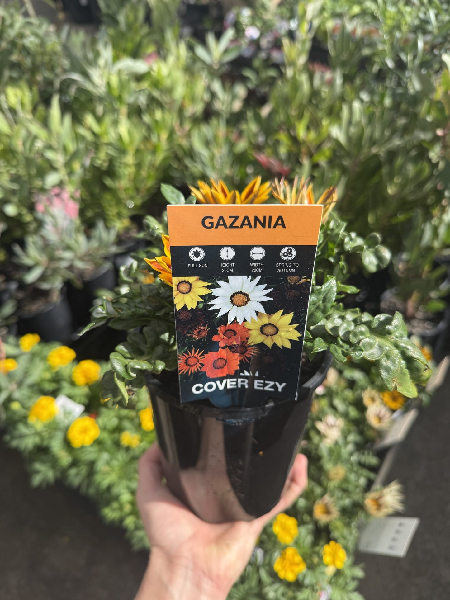Gazania (x. hbrida) (Assorted)