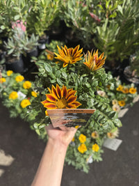Gazania (x. hbrida) (Assorted)