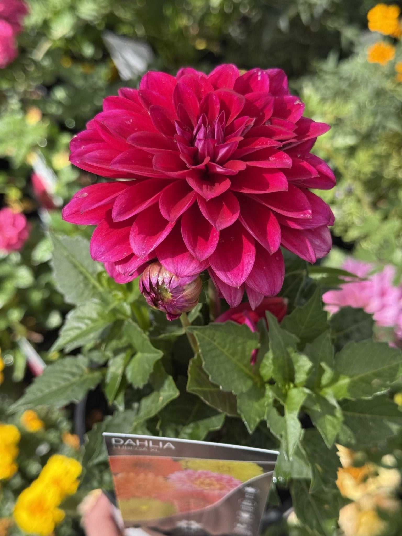 Dahlia Lubega XL (Assorted) - Ladybird Nursery