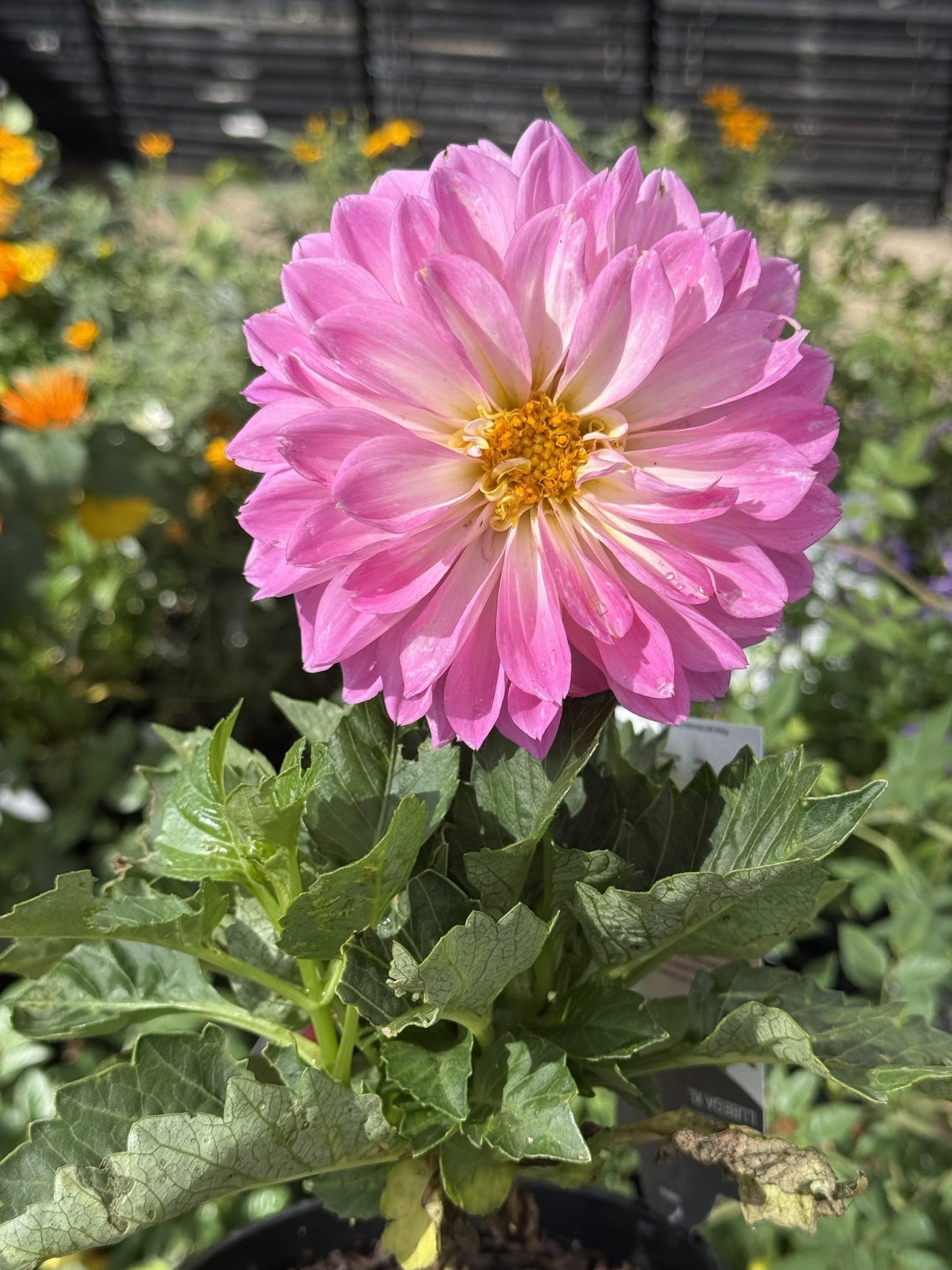 Dahlia Lubega XL (Assorted)