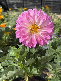 Dahlia Lubega XL (Assorted) - Ladybird Nursery