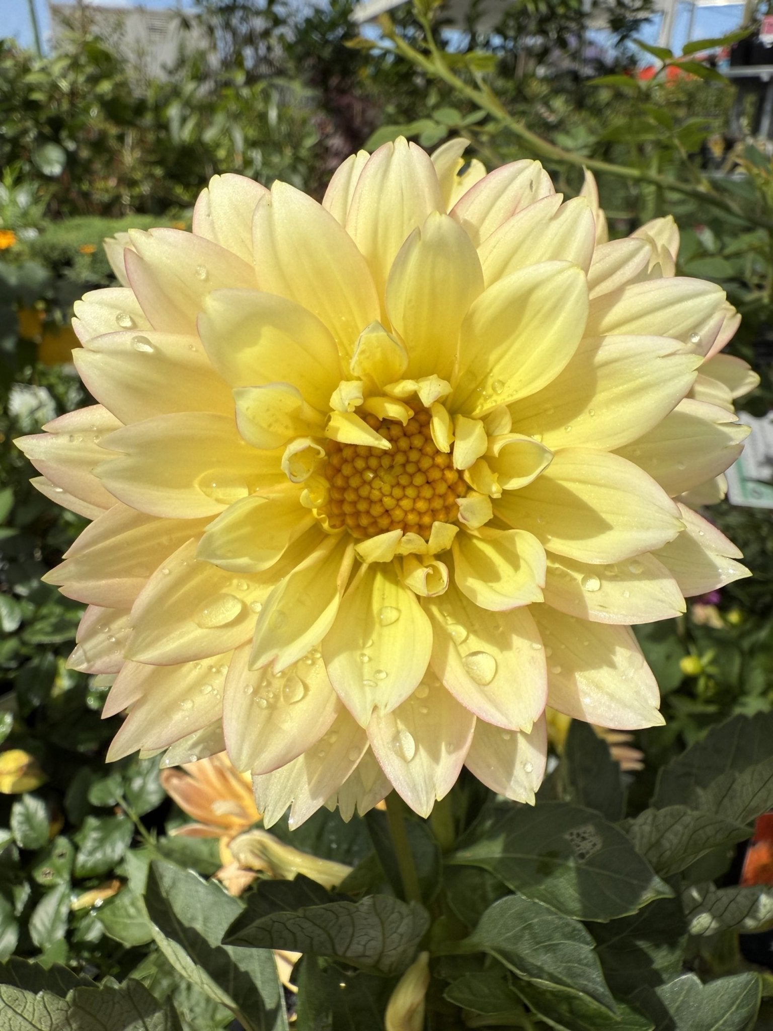 Dahlia Lubega XL (Assorted) - Ladybird Nursery